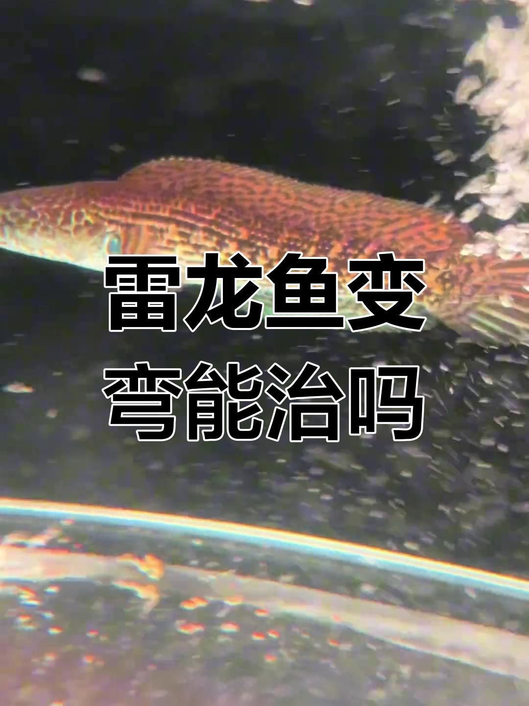 龍魚身體彎曲能完全恢復嗎？