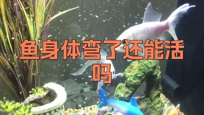 龍魚身體彎曲能完全恢復嗎？