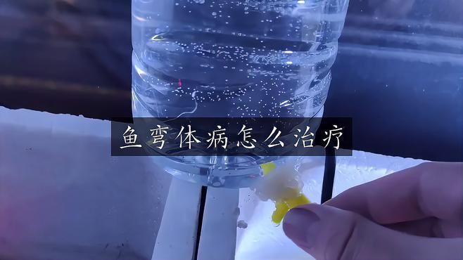 龍魚身體彎曲能完全恢復嗎？