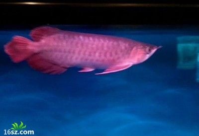 養龍魚黑缸是什么意思：“養龍魚黑缸”使用黑色或深色背景的魚缸進行飼養