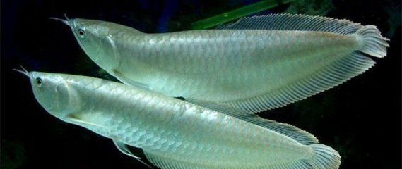 銀龍魚 發色（銀龍魚的發色受到哪些因素的影響）