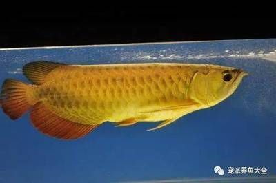 龍魚用藥和普通魚用藥區別大嗎：龍魚專用藥物有哪些品牌
