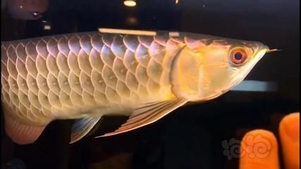 龍魚用藥和普通魚用藥區別大嗎：龍魚專用藥物有哪些品牌