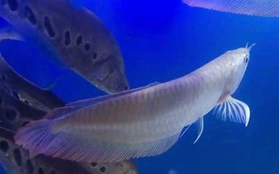 銀龍魚死亡前兆（銀龍魚在死亡前會出現哪些前兆？）