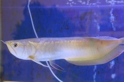 銀龍魚死亡前兆（銀龍魚在死亡前會出現哪些前兆？）