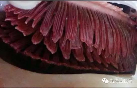 如何判斷魚鰓蓋潰爛是否感染？