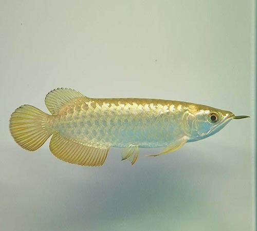 什么叫過背金龍魚圖：如何辨別過背金龍魚品質
