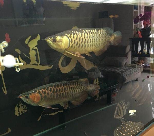 什么叫過背金龍魚圖：如何辨別過背金龍魚品質