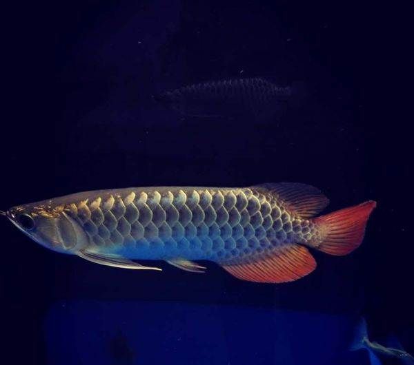 什么叫過背金龍魚圖：如何辨別過背金龍魚品質