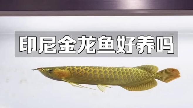 哪個品種的金龍魚最容易飼養？