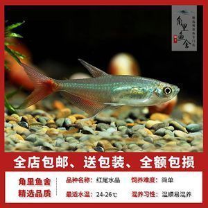 賣龍魚取一個店名字（龍魚養(yǎng)護知識大全）