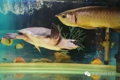龍魚在魚缸底層游是什么原因：龍魚在魚缸底層游是什么原因龍魚在魚缸底層游動可能有多種原因 龍魚在魚缸底層游是什么原因：龍魚在魚缸底層游是什么原因龍魚在魚缸底層游動可能有多種原因 龍魚百科 第2張