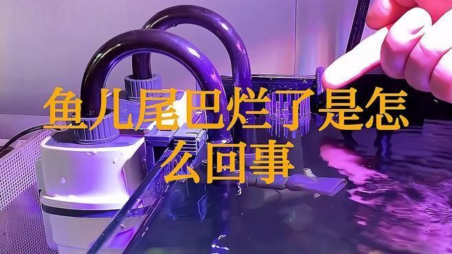 龍睛金魚爛尾病有哪些癥狀？