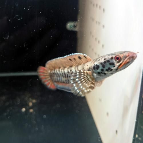 幻彩藍寶石雷龍魚苗圖片