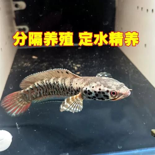 幻彩藍寶石雷龍魚苗圖片