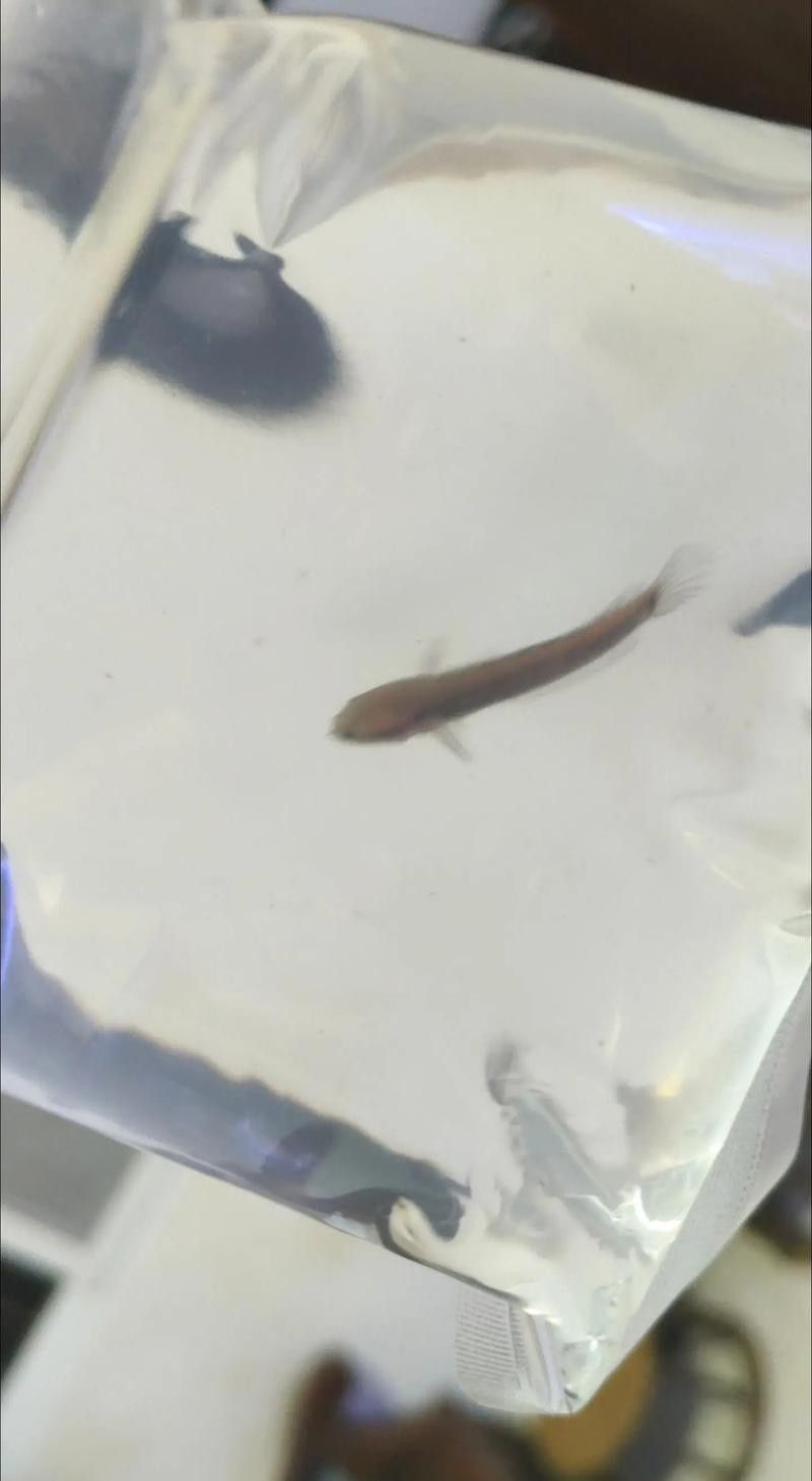 幻彩藍寶石雷龍魚苗圖片