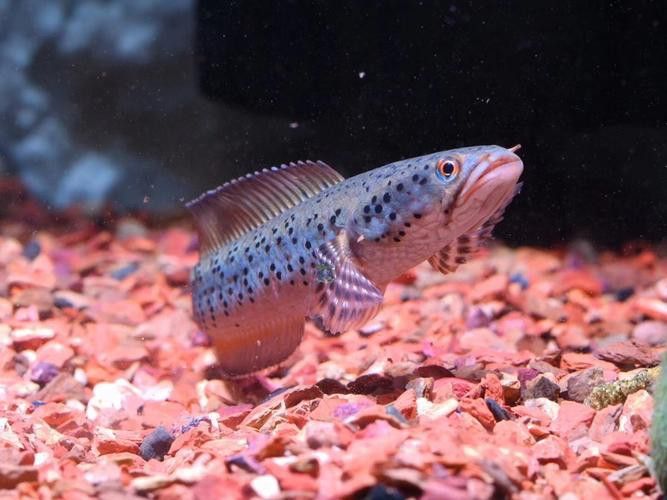 幻彩藍寶石雷龍魚苗圖片