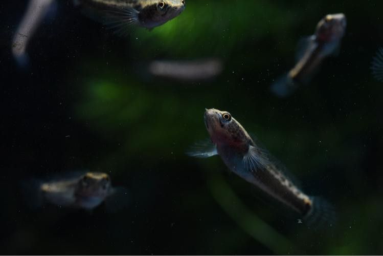 幻彩藍寶石雷龍魚苗圖片