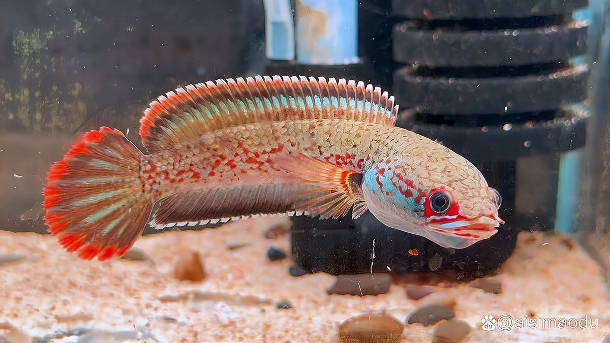 幻彩藍寶石雷龍魚苗圖片