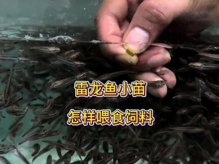 幻彩藍寶石雷龍魚苗圖片