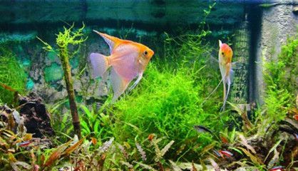 龍魚和戰船一起養幾條合適，龍魚和戰船一起養需要根據具體情況來判斷龍魚和戰船的體型