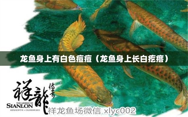 龍魚身上有白色的有疙瘩：龍魚身上出現白色和疙瘩是怎么回事