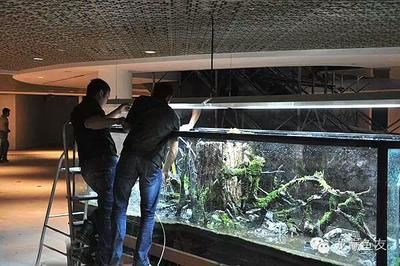 龍魚魚缸放沉木好嗎：如何挑選適合龍魚的沉木