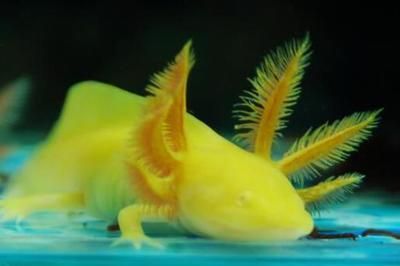 龍魚的虎斑是什么品種的：龍魚的虎斑是什么品種