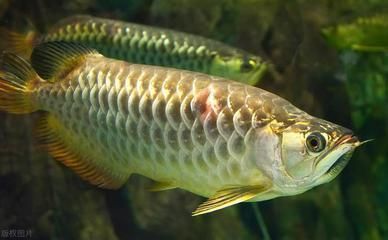 純種銀龍魚什么樣子，純種銀龍魚的繁殖方法是什么純種銀龍魚的繁殖方法