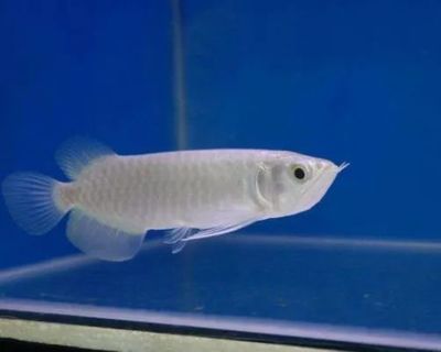 純種銀龍魚什么樣子，純種銀龍魚的繁殖方法是什么純種銀龍魚的繁殖方法