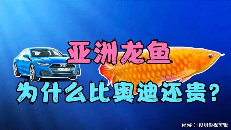 亞洲龍魚的市場(chǎng)價(jià)格是多少？