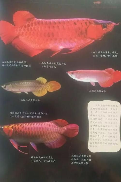 亞洲龍魚的市場價(jià)格是多少？