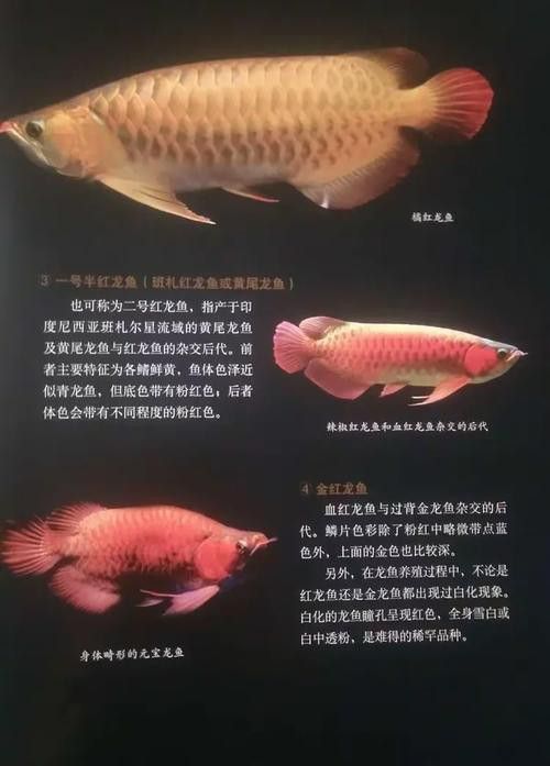 亞洲龍魚的市場價(jià)格是多少？