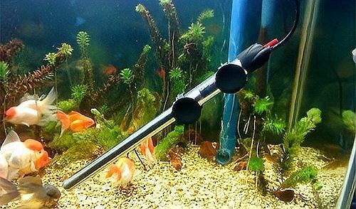 龍魚可以用鹽嗎