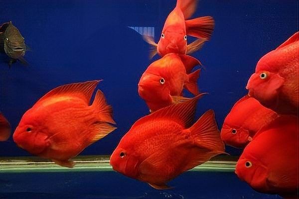 龍魚和財(cái)神一塊混養(yǎng)怎么喂食
