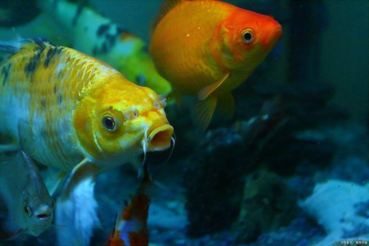 龍魚和財(cái)神一塊混養(yǎng)怎么喂食