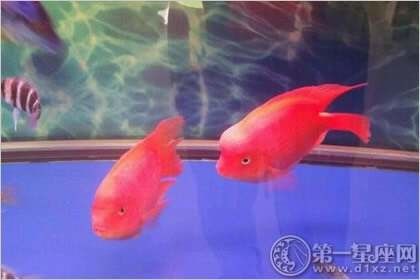 龍魚和財(cái)神一塊混養(yǎng)怎么喂食