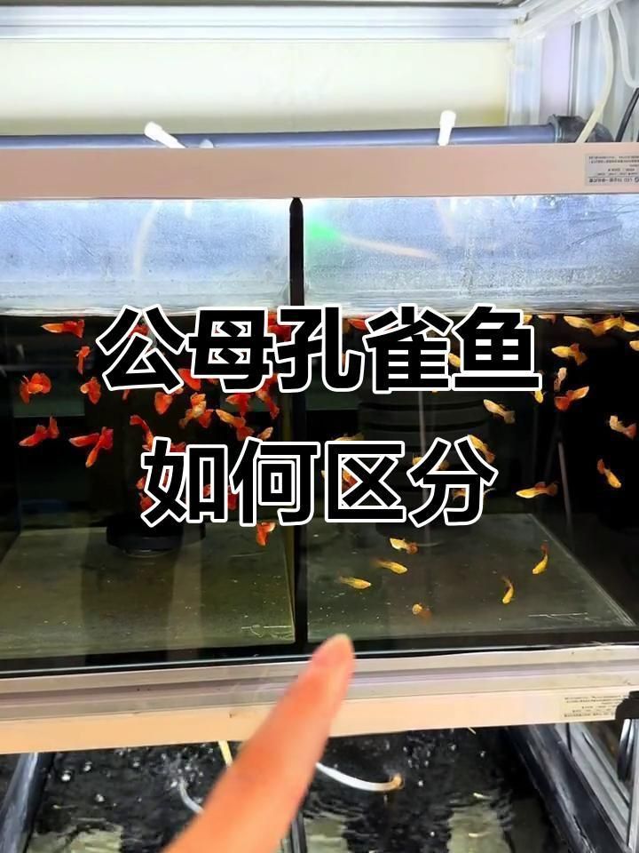 孔雀魚苗40天了還分不出公母