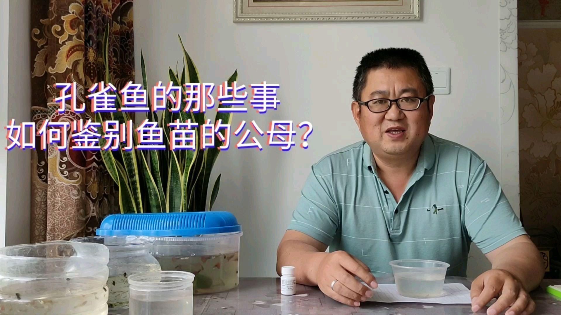 孔雀魚苗40天了還分不出公母