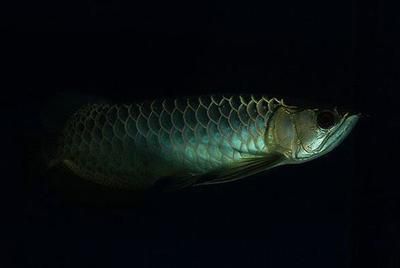 金龍魚尾鰭邊緣出現黑色的情況可能是遺傳因素的結果：金龍魚尾鰭邊緣出現黑色是怎么回事 金龍魚尾鰭邊緣出現黑色的情況可能是遺傳因素的結果：金龍魚尾鰭邊緣出現黑色是怎么回事 龍魚百科 第3張