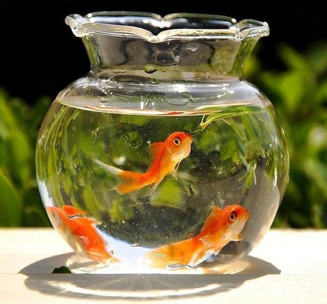 龍魚喂小金魚需要注意哪些問題？：探討龍魚喂小金魚的相關(guān)信息時需要注意以下幾點