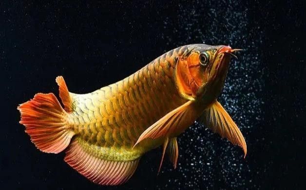 雷龍魚眼睛外凹多久會死？