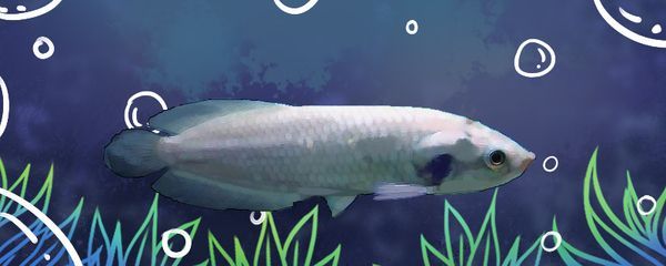 龍魚喂食小魚的注意事項：當龍魚喂食小魚時，需要注意以下幾個方面