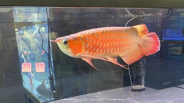 哪里可以購買到稀有紅色龍魚？