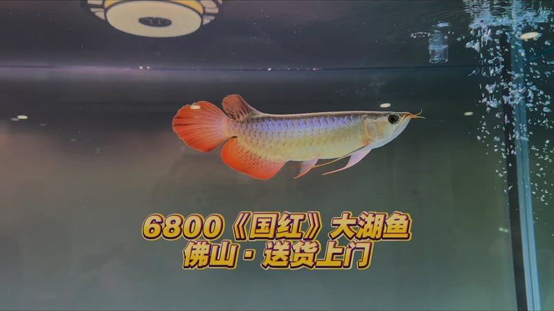 哪里可以購買到稀有紅色龍魚？