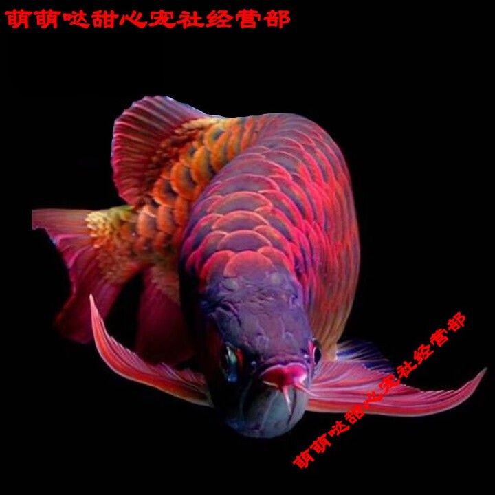 哪里可以購買到稀有紅色龍魚？