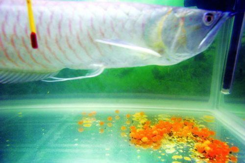 龍魚怎么孵化小魚：龍魚孵化小魚的過程
