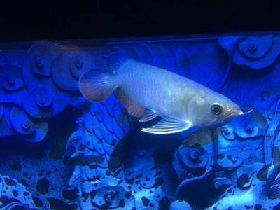 高背龍魚多久發(fā)色（高背龍魚發(fā)色時間因種類、生長環(huán)境和飼養(yǎng)條件等因素而異）