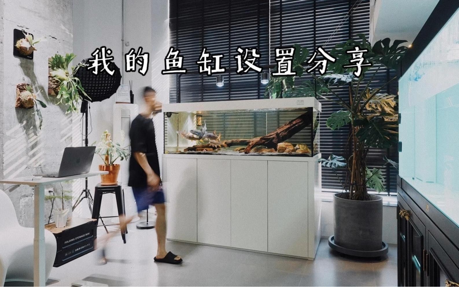 推薦幾款適合高背金龍魚的魚缸品牌
