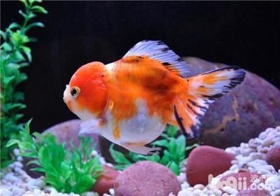 祥龍龍魚怎么樣養：養祥龍魚需要提供足夠的空間和合適的水質環境和合適的水質環境